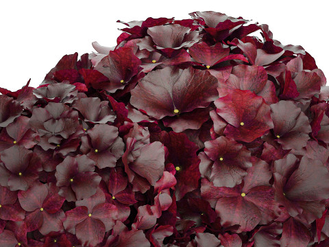 Bouquet Of Burgundy Flowers In A Vase Hydrangea 446 3D Модель