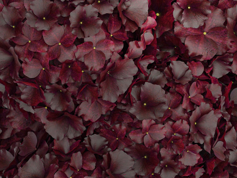 Bouquet Of Burgundy Flowers In A Vase Hydrangea 446 3D Модель