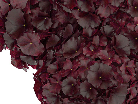 Bouquet Of Burgundy Flowers In A Vase Hydrangea 446 3D Model