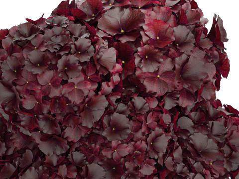 Bouquet Of Burgundy Flowers In A Vase Hydrangea 446 3D Модель