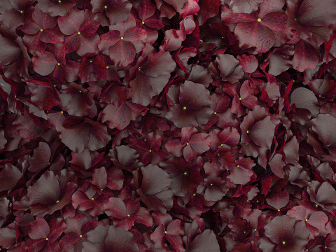 Bouquet Of Burgundy Flowers In A Vase Hydrangea 446 3D Модель