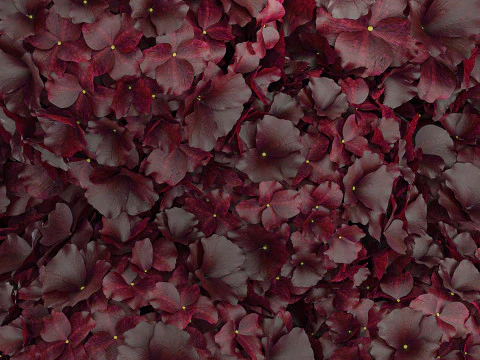 Bouquet Of Burgundy Flowers In A Vase Hydrangea 446 3D Model