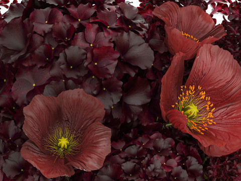 Bouquet of burgundy flowers in a vase lilac poppy hydrangea 3D Model