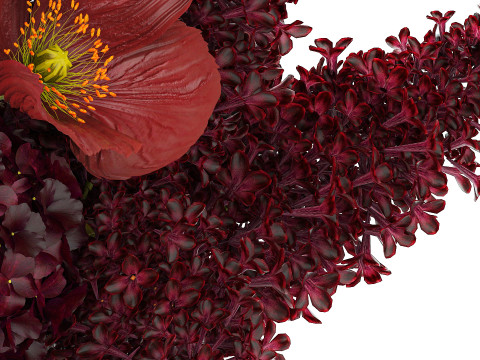 Bouquet of burgundy flowers in a vase lilac poppy hydrangea 3D Model