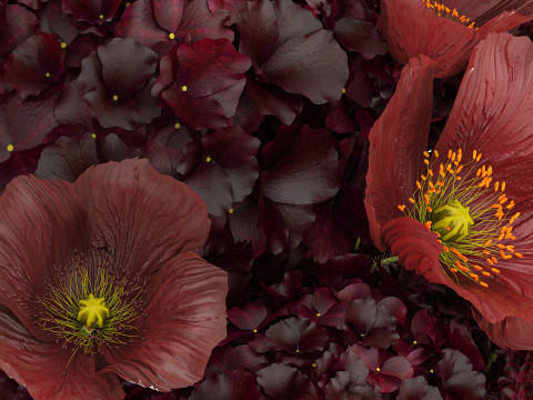 Bouquet of burgundy flowers in a vase lilac poppy hydrangea 3D Model