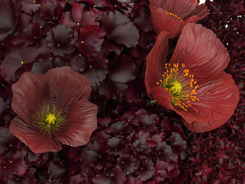 Bouquet of burgundy flowers in a vase lilac poppy hydrangea 3D Model