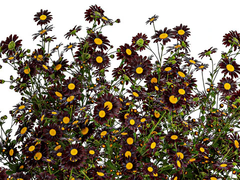 Bouquet wildflowers in a vase with daisy Chamomile 448 3D Model