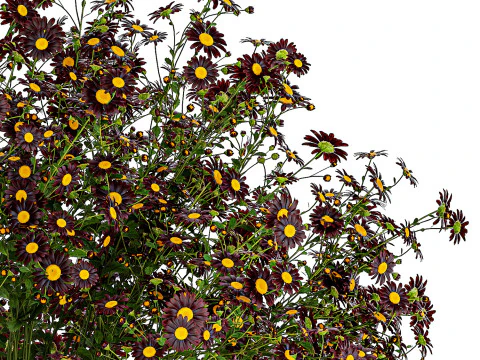 Bouquet wildflowers in a vase with daisy Chamomile 448 3D Model