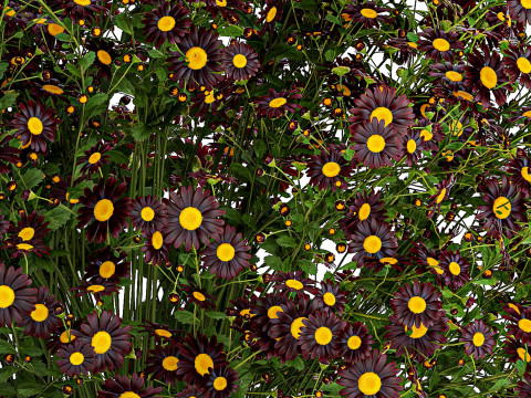 Bouquet wildflowers in a vase with daisy Chamomile 448 3D-Modell