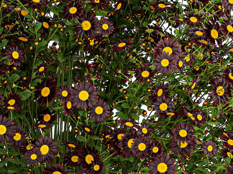 Bouquet wildflowers in a vase with daisy Chamomile 448 3D Model