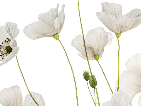 Bouquet of white wild flowers in a vase Poppy 450 3D Model