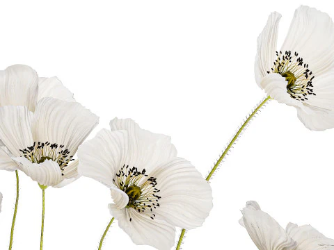 Bouquet of white wild flowers in a vase Poppy 450 3D Model