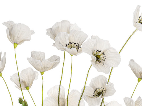 Bouquet of white wild flowers in a vase Poppy 450 3D मॉडल