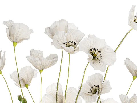 Bouquet of white wild flowers in a vase Poppy 450 3D Model