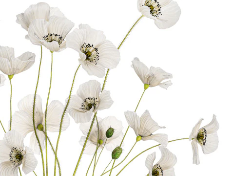 Bouquet of white wild flowers in a vase Poppy 450 3D Model
