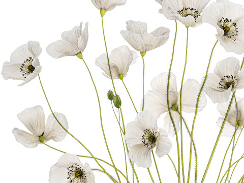 Bouquet of white wild flowers in a vase Poppy 450 3D मॉडल