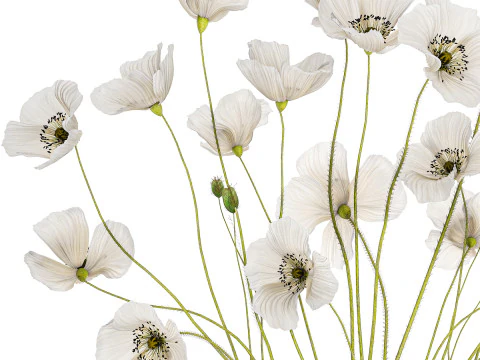 Bouquet of white wild flowers in a vase Poppy 450 3D Model