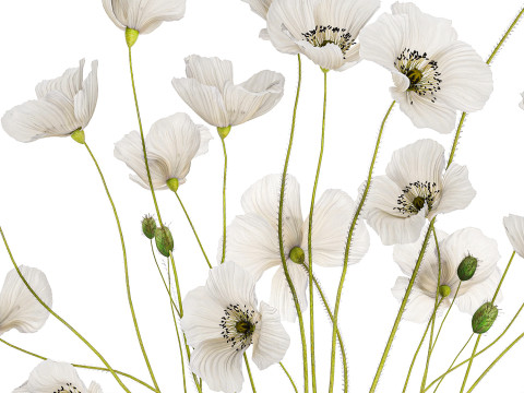 Bouquet of white wild flowers in a vase Poppy 450 3D मॉडल