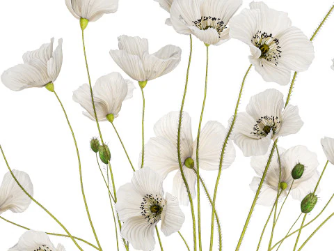 Bouquet of white wild flowers in a vase Poppy 450 3D Model