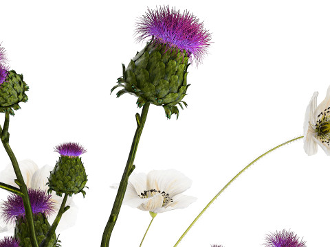 Bouquet Of White Wild Flowers in a vase Poppy Thistle 451 Modello 3D