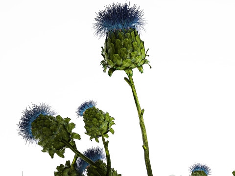 Bouquet Of White Wild Flowers Poppy Thistle Thorn 452 3D मॉडल
