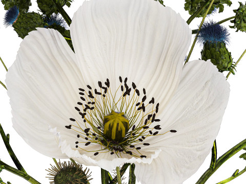 Bouquet Of White Wild Flowers Poppy Thistle Thorn 452 3D मॉडल