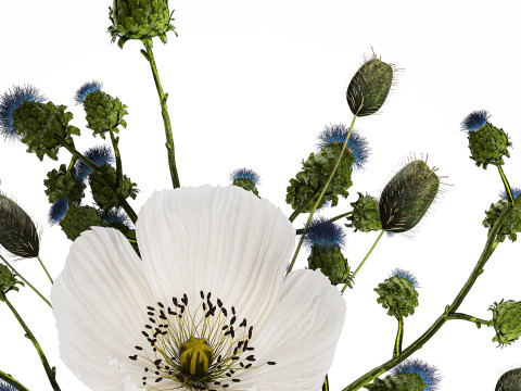 Bouquet Of White Wild Flowers Poppy Thistle Thorn 452 3D मॉडल