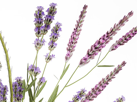 Bouquet white wild flowers poppy Lavender pampas 453 3D Model