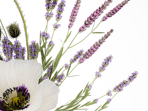 Bouquet white wild flowers poppy Lavender pampas 453 3D Model