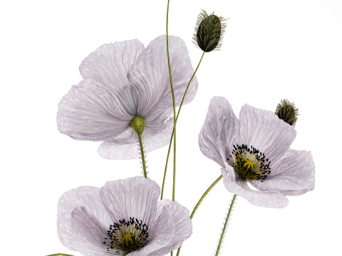 Bouquet Of Purple Flowers Icelandic Poppy 456 3D Model