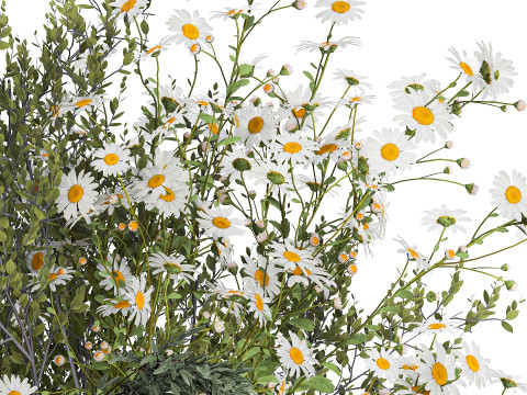 Bouquet Of Branches Green Leaves Poppy Flowers 462 3D Model