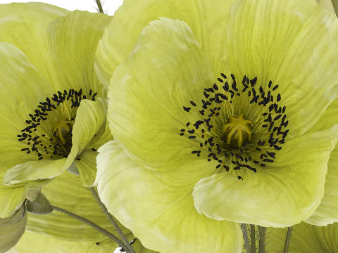Bouquet Of Green Wild Flowers Poppy Vase 464 3D Model