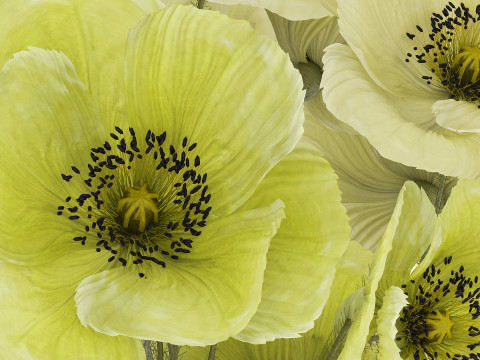 Bouquet Of Green Wild Flowers Poppy Vase 464 3D 모델