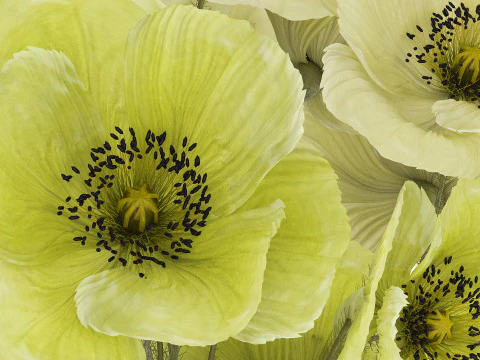 Bouquet Of Green Wild Flowers Poppy Vase 464 3D Model