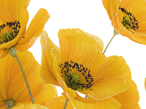 Bouquet Of Yellow Wild Flowers Poppy Glass Vase 465 3D Model