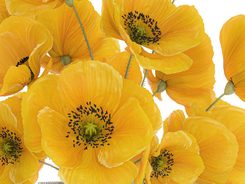 Bouquet Of Yellow Wild Flowers Poppy Glass Vase 465 3D Model