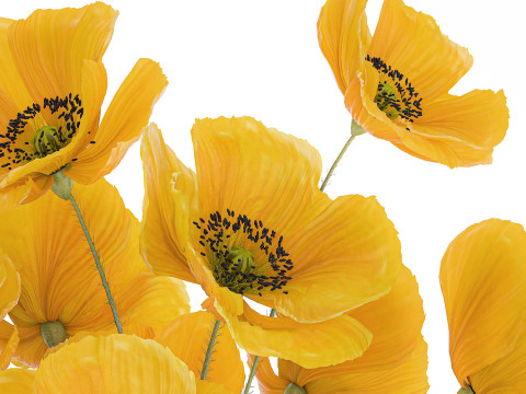 Bouquet Of Yellow Wild Flowers Poppy Glass Vase 465 3D Model