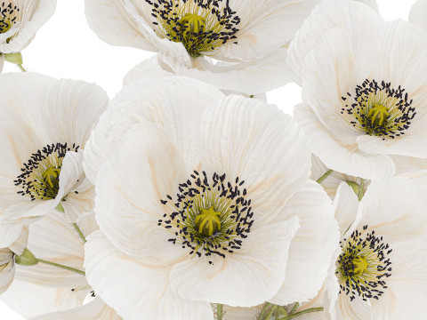 Beautiful Bouquet Of White Wild Flowers Poppy 466 3D Model