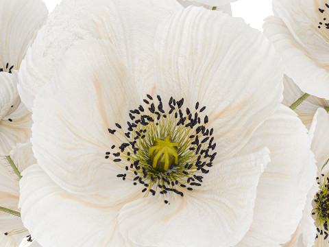 Beautiful Bouquet Of White Wild Flowers Poppy 466 3D Model