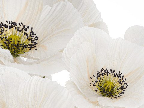 Beautiful Bouquet Of White Wild Flowers Poppy 466 3D Model