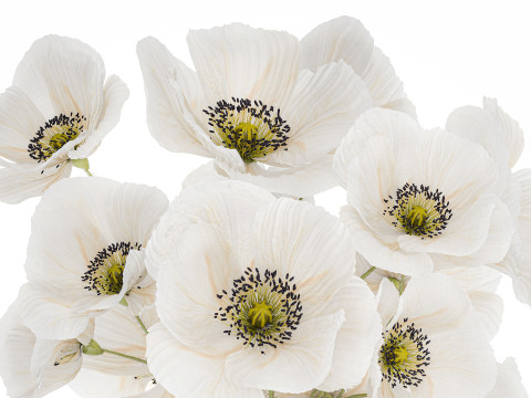 Beautiful Bouquet Of White Wild Flowers Poppy 466 3D Model