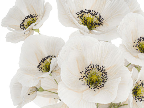 Beautiful Bouquet Of White Wild Flowers Poppy 466 3D Model