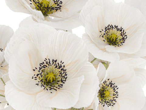 Beautiful Bouquet Of White Wild Flowers Poppy 466 3D Model