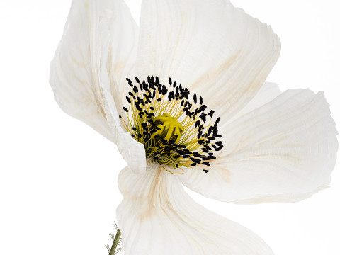 Beautiful Bouquet Of White Wild Flowers Poppy 467 Modello 3D