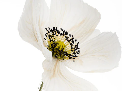 Beautiful Bouquet Of White Wild Flowers Poppy 467 3D Model