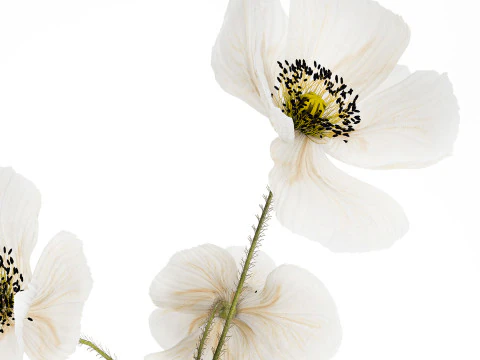 Beautiful Bouquet Of White Wild Flowers Poppy 467 3D Model