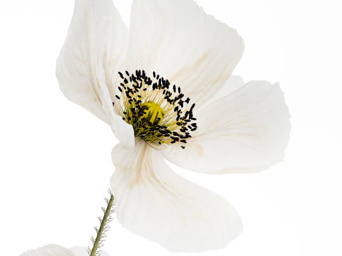 Beautiful Bouquet Of White Wild Flowers Poppy 467 3D Model