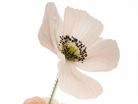 Wundersch&ouml;ner Blumenstrau&szlig; aus wundersch&ouml;nen Wildblumen Mohn 468 3D Modell