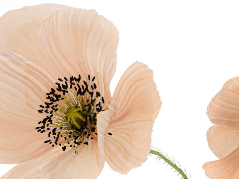 Wundersch&ouml;ner Blumenstrau&szlig; aus wundersch&ouml;nen Wildblumen Mohn 468 3D Modell