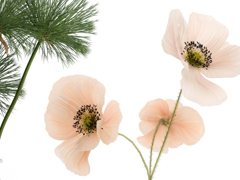 Collection of small bouquets of white wild flowers 474 Model 3D